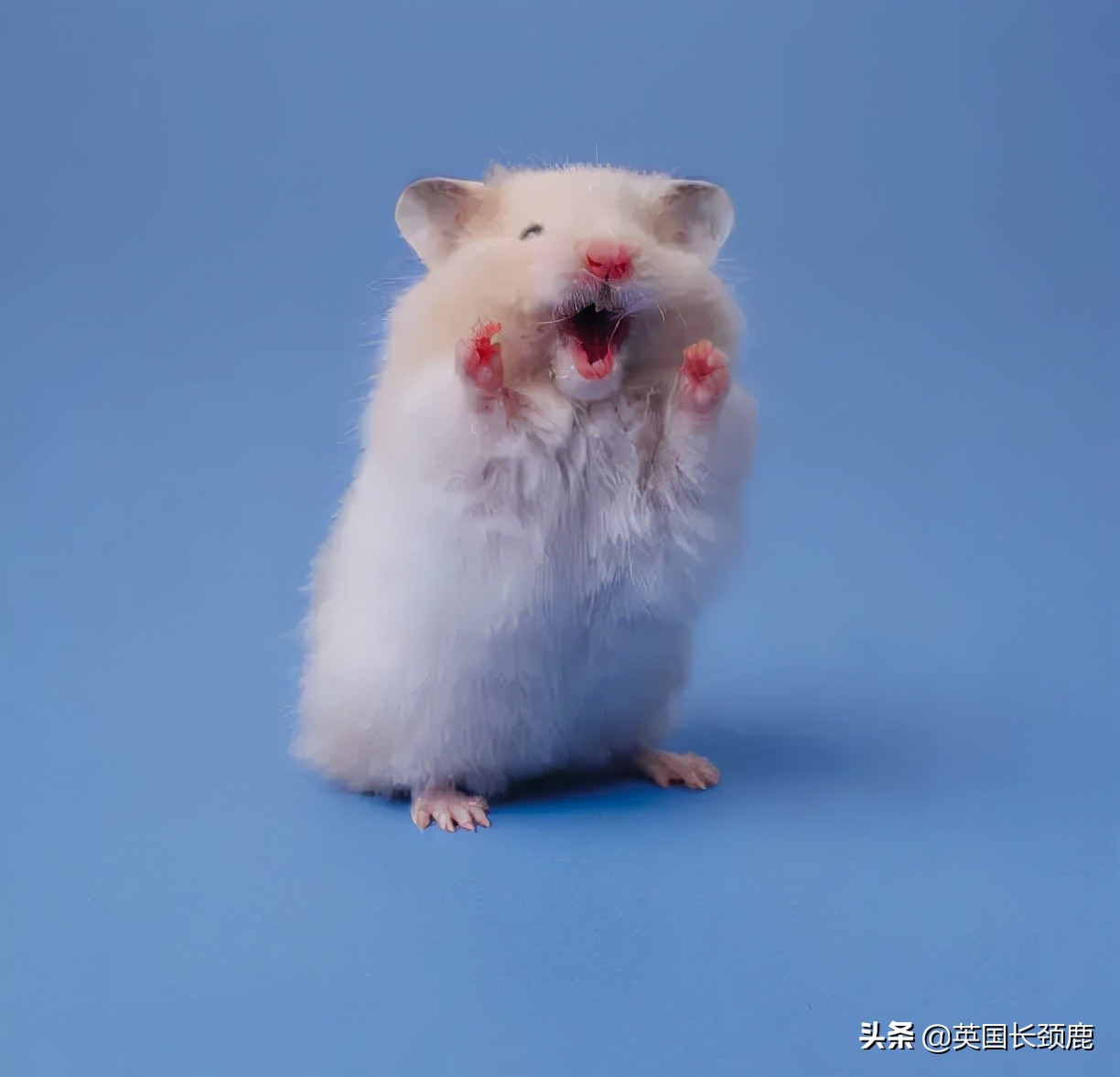 羊驼忧郁症,羊驼抑郁症治疗