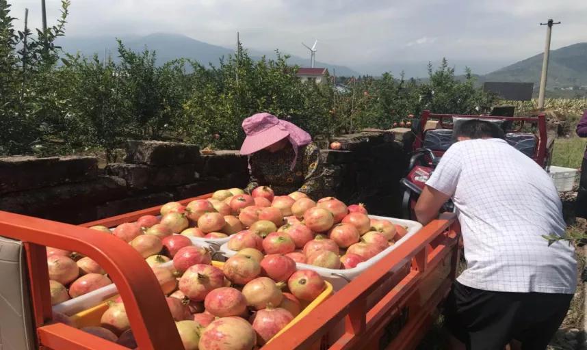 西昌黄联关镇：小石榴做出大文章软籽石榴映“红”乡村致富路