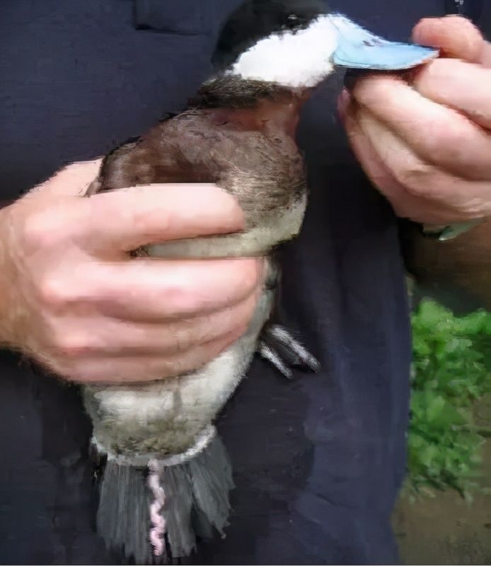 什么？美国专家为研究鸭子丁丁竟斥资250万？