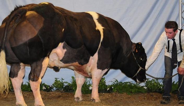 比利时肌肉牛视频大全,比利时人造肌肉牛