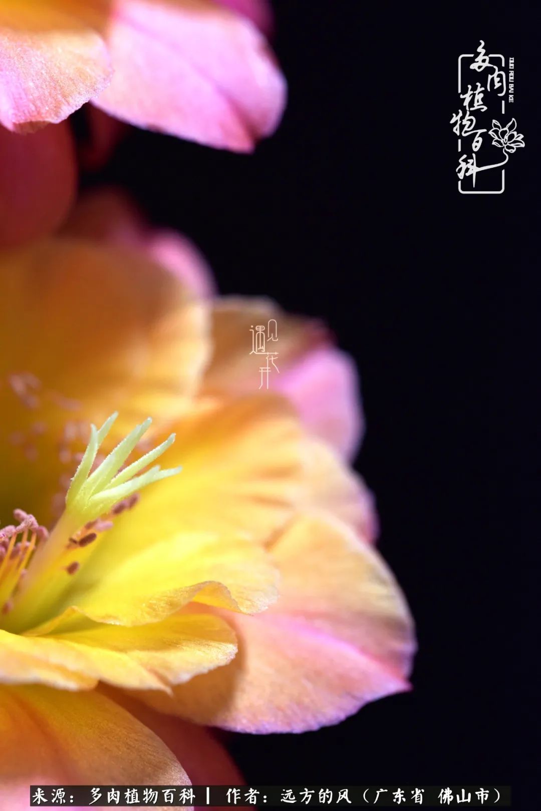 那些花儿在每个角落静静为你开着,那些花儿在每个角落静静地绽放