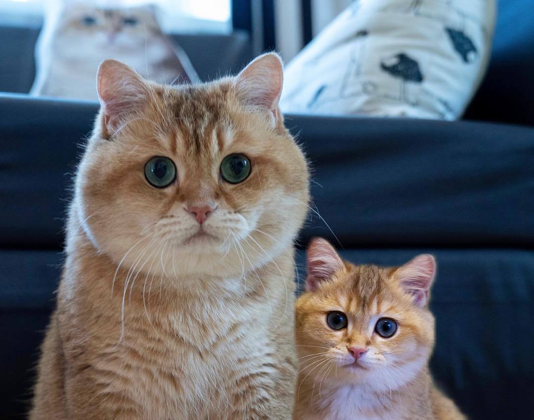 如何照护中老年猫？了解七大变化，做好这四件事，有助于猫咪长寿