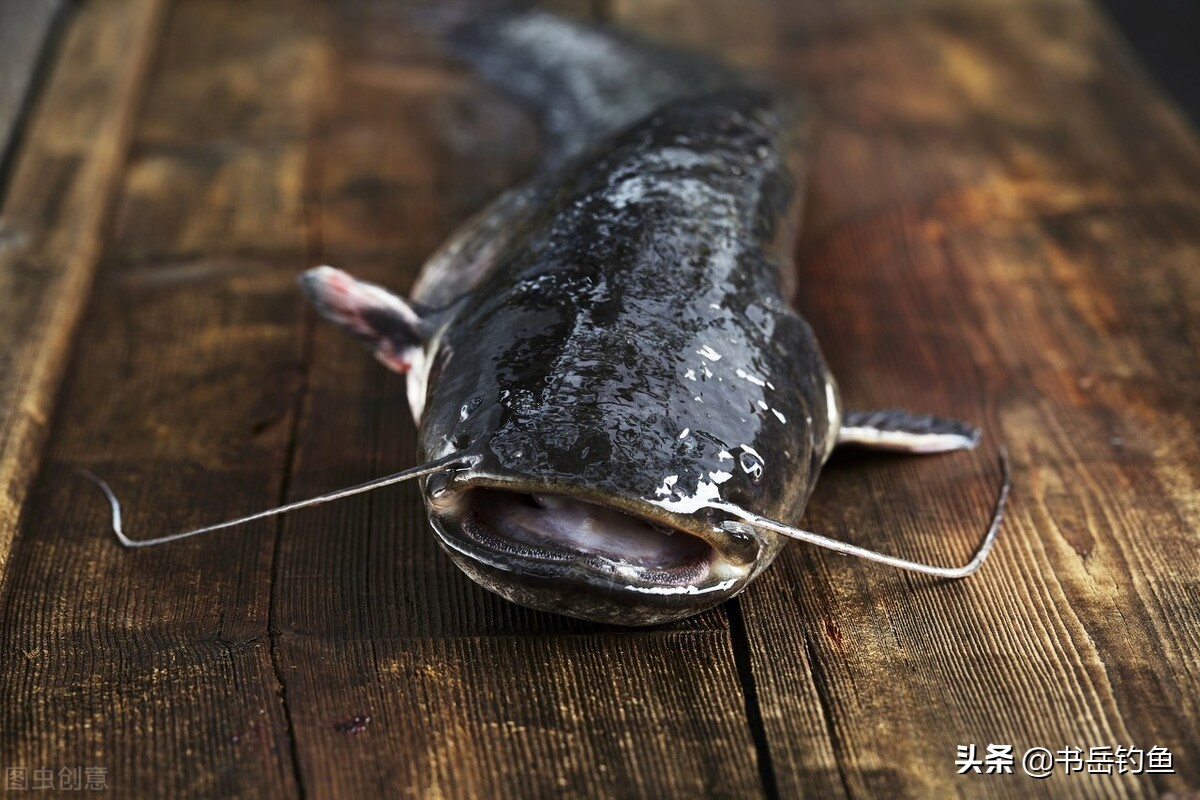 鲶鱼是世界上最脏的鱼,鲶鱼是鱼中最脏的
