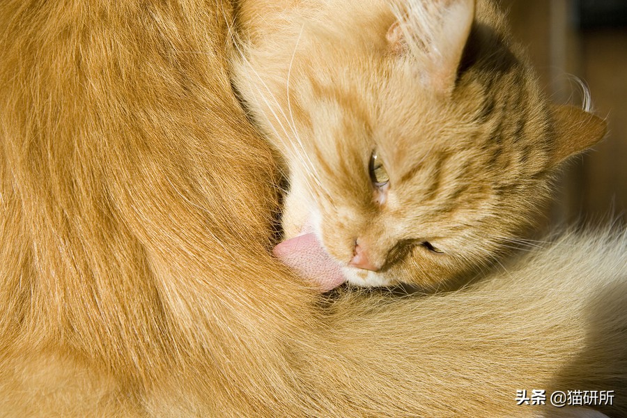 猫咪每天都要舔我脸,猫咪每天要舔自己800次