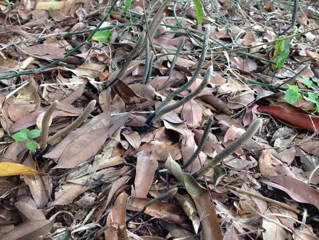 乌灵参为什么只有白蚁巢穴里边有,乌灵参堪比黄金