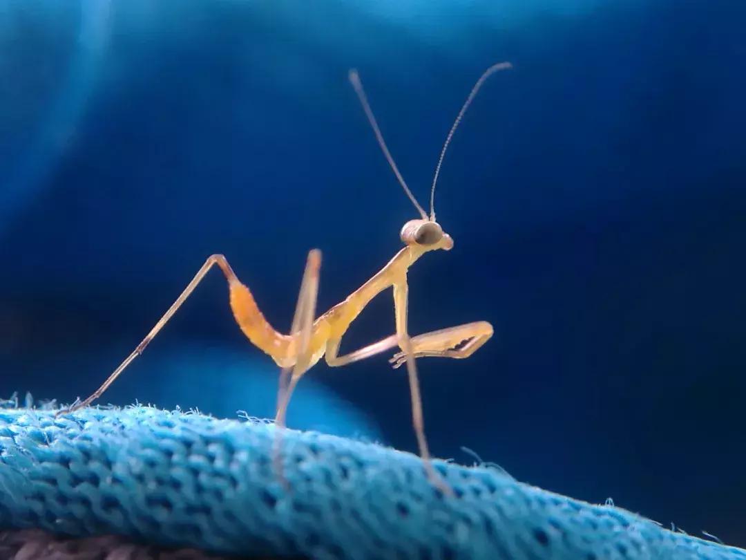 手把手教你拍摄微距花,春天拍花卉微距摄影镜头推荐