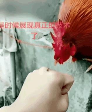 各种搞笑方法干掉蚊子,如何一次干掉100只蚊子