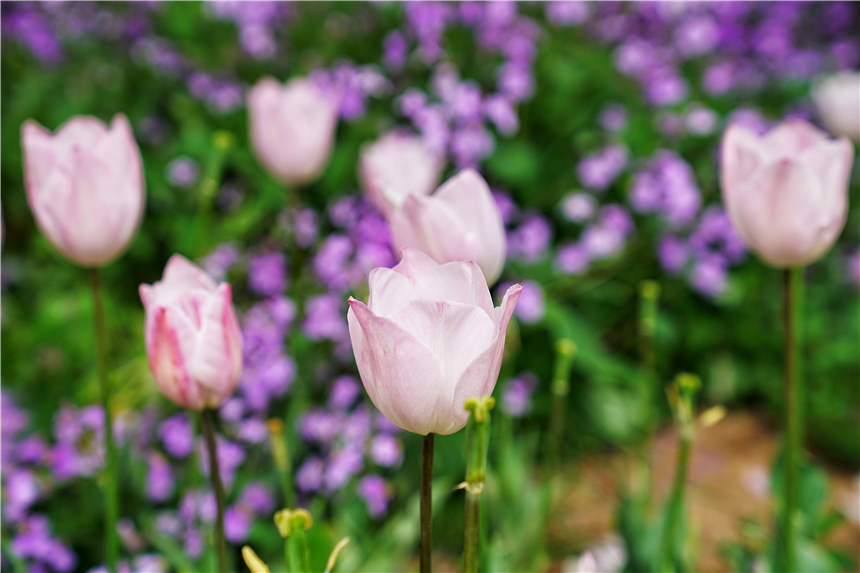 我和宿州有个约会，一场花事，一次慢旅行，探寻最烟火的宿州味道