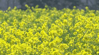 戚薇推荐的生姜洗头露,戚薇最近晒出的一款洗发露