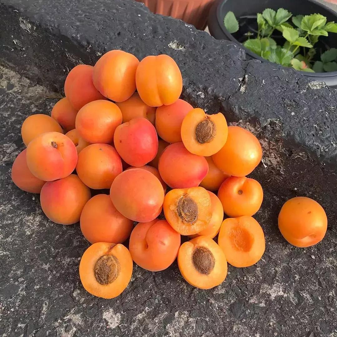 杏是一种什么水果,杏是热带水果么