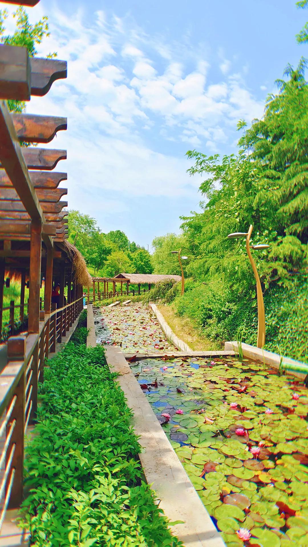 青岛粉黛花海拍照,青岛好看的拍照地怎么拍