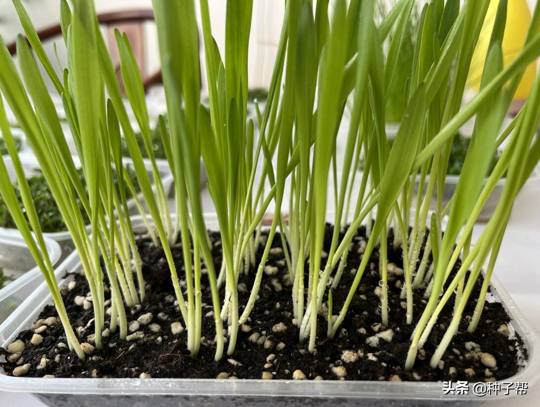 大麦高产栽培技术有哪些,冬天小麦有什么好处和坏处