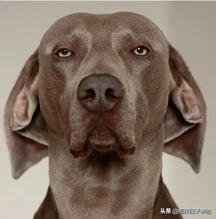 搞笑GIF：猫头鹰也是呆萌的动物，只能看不能养！