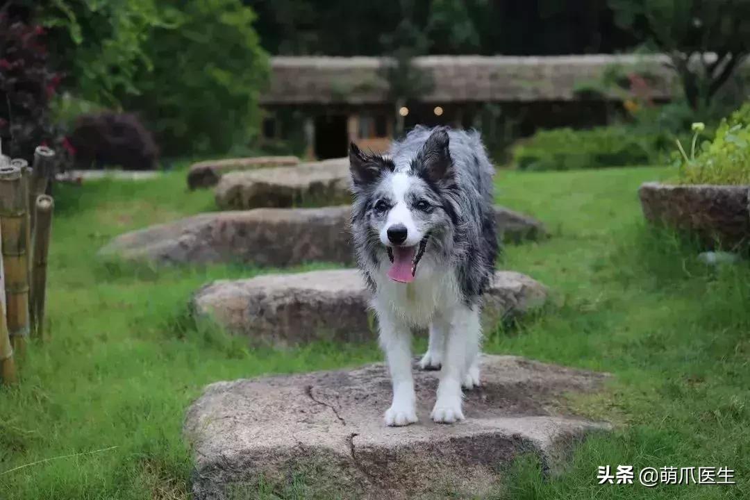上海可带宠物入住的酒店推荐,怎么选宠物友好酒店房间