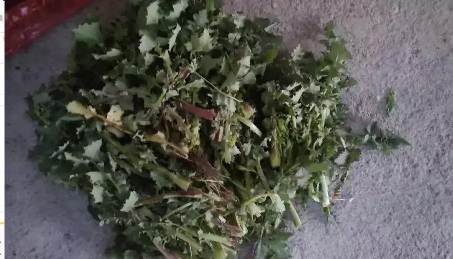 武穴又到挖野菜的时候了,江边好多人都在挖野菜,你吃了吗?