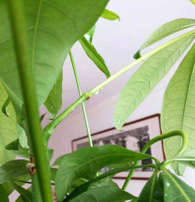 发财树叶片上有黏液是怎么回事,发财树枝干流液体怎么回事