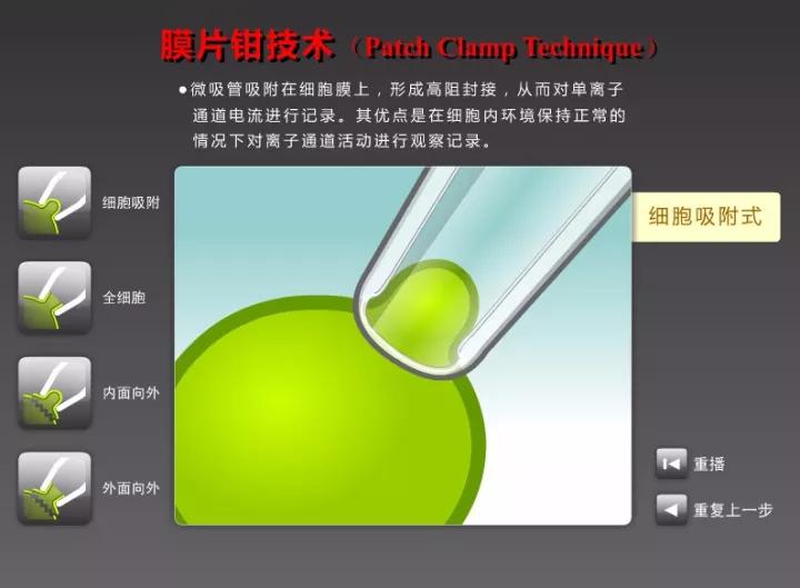 科学家对细胞膜成分的探索历程,细胞膜的相关科学史