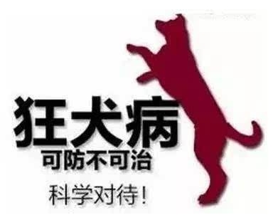 被猫狗咬伤了要怎么办动画,被猫狗轻微抓伤怎么办