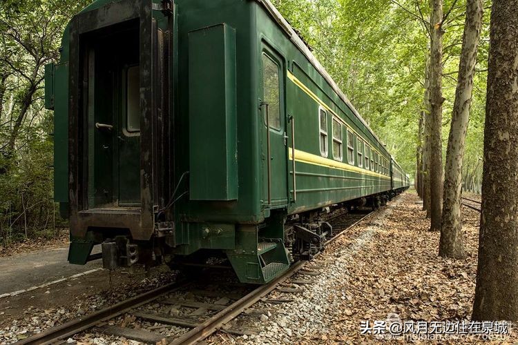 济南一颗梧桐树,济南的法国梧桐