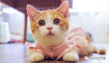 猫咪尿结石不治疗会死吗,猫咪尿结石导致肾衰竭