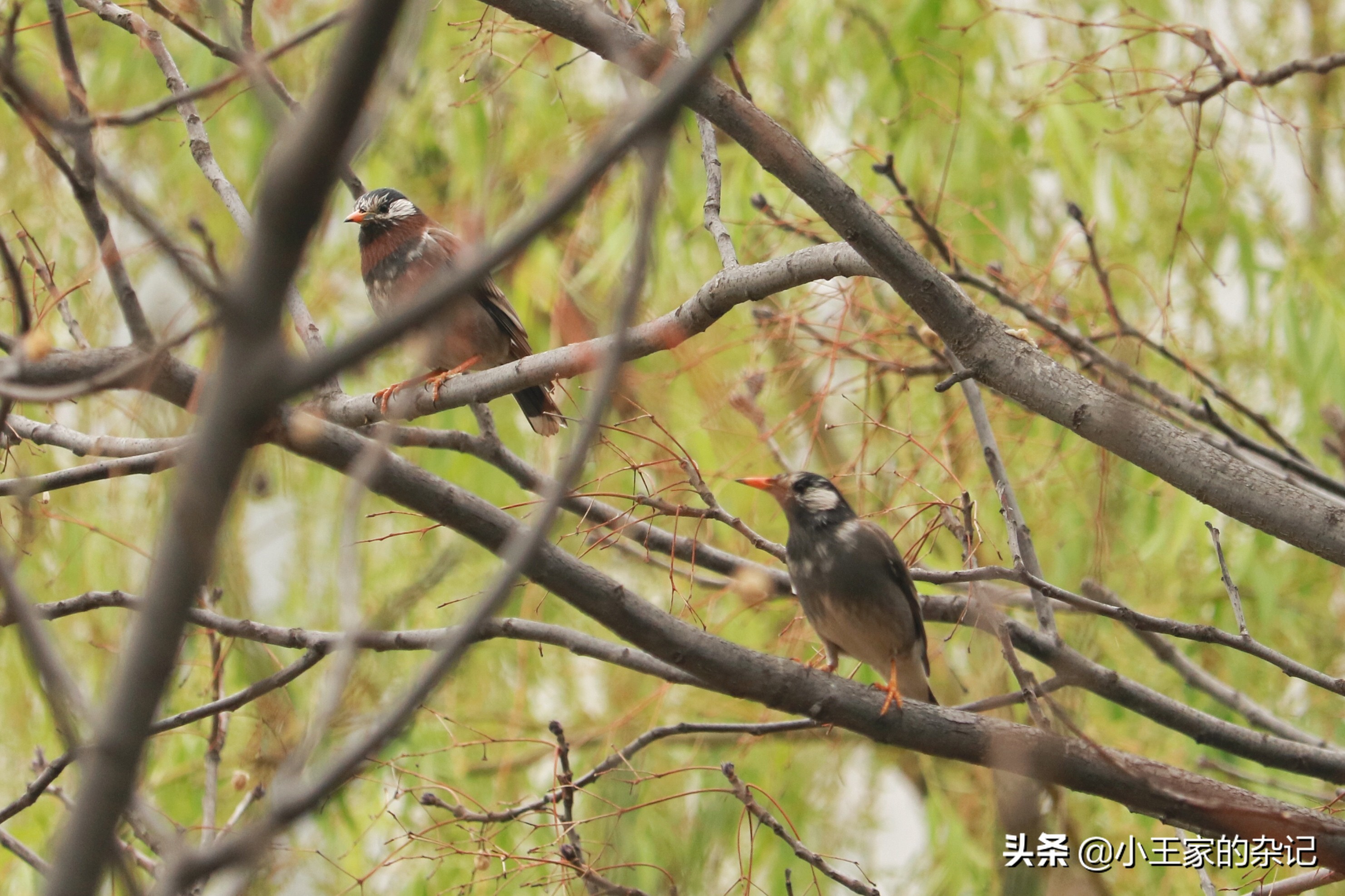 国际爱鸟日天桥岭,国际爱鸟日