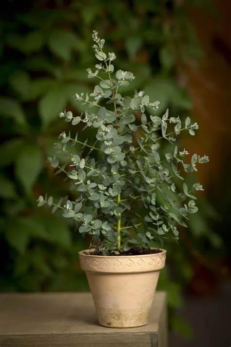 尤加利庭院,冷郁气质怎么形容