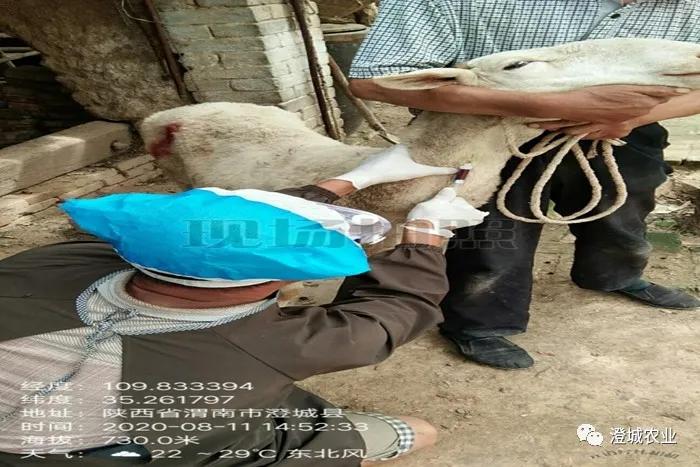 兰陵县疫情防控工作,布病防控宣传