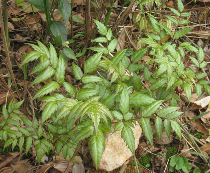 土家深山的富硒藤茶,大山里的原生态野生藤茶