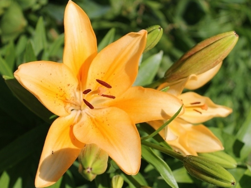 百合花开了一次怎么不开了,百合花开一半就不开了