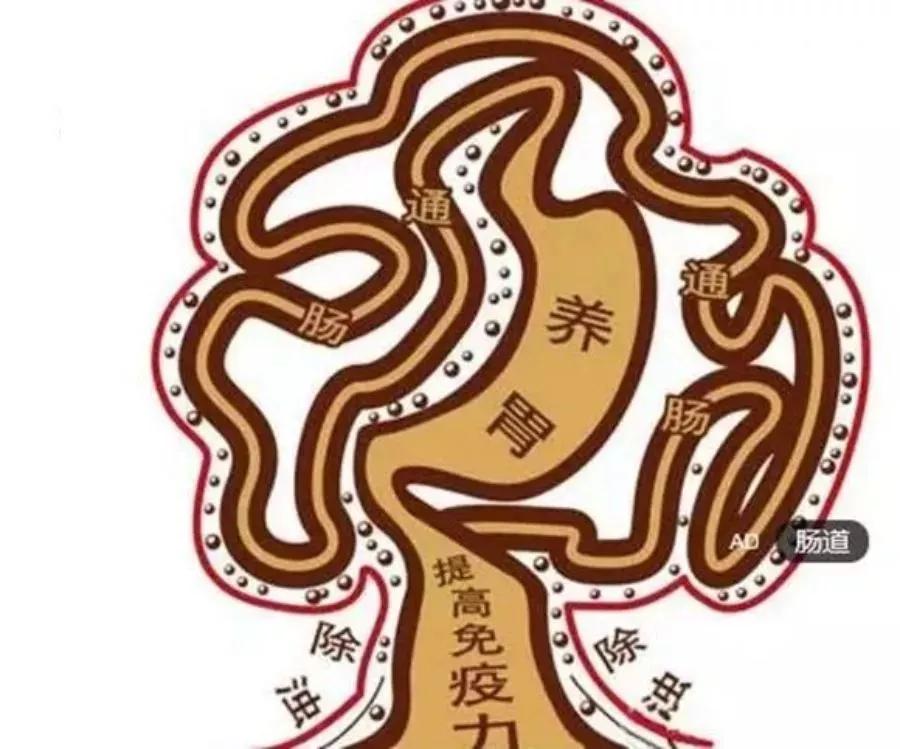 适合长期吃的益生菌有哪些,健康微生态益生菌有哪些