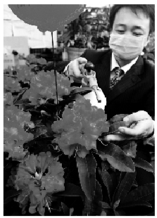 520花店告白活动,520花店玫瑰花