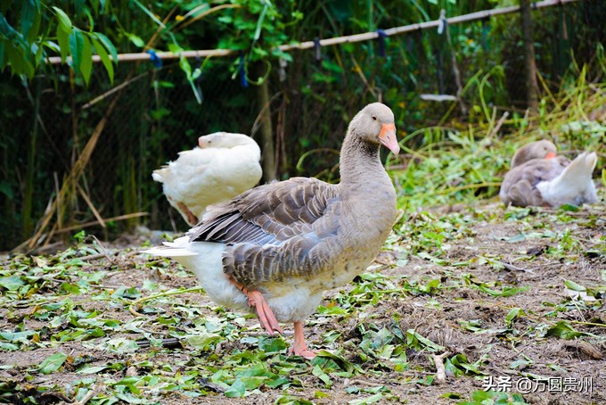 这个夏日，看这个美女如何在浙江乌村的第一百种玩法