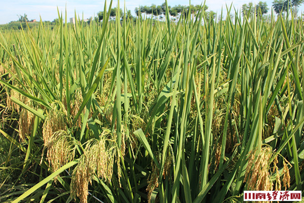 大山镇赶场时间表,大山深处小镇赶集