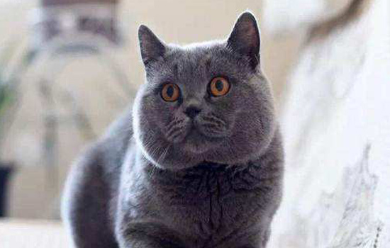 英国短毛猫小可爱,英国短毛猫可爱视频