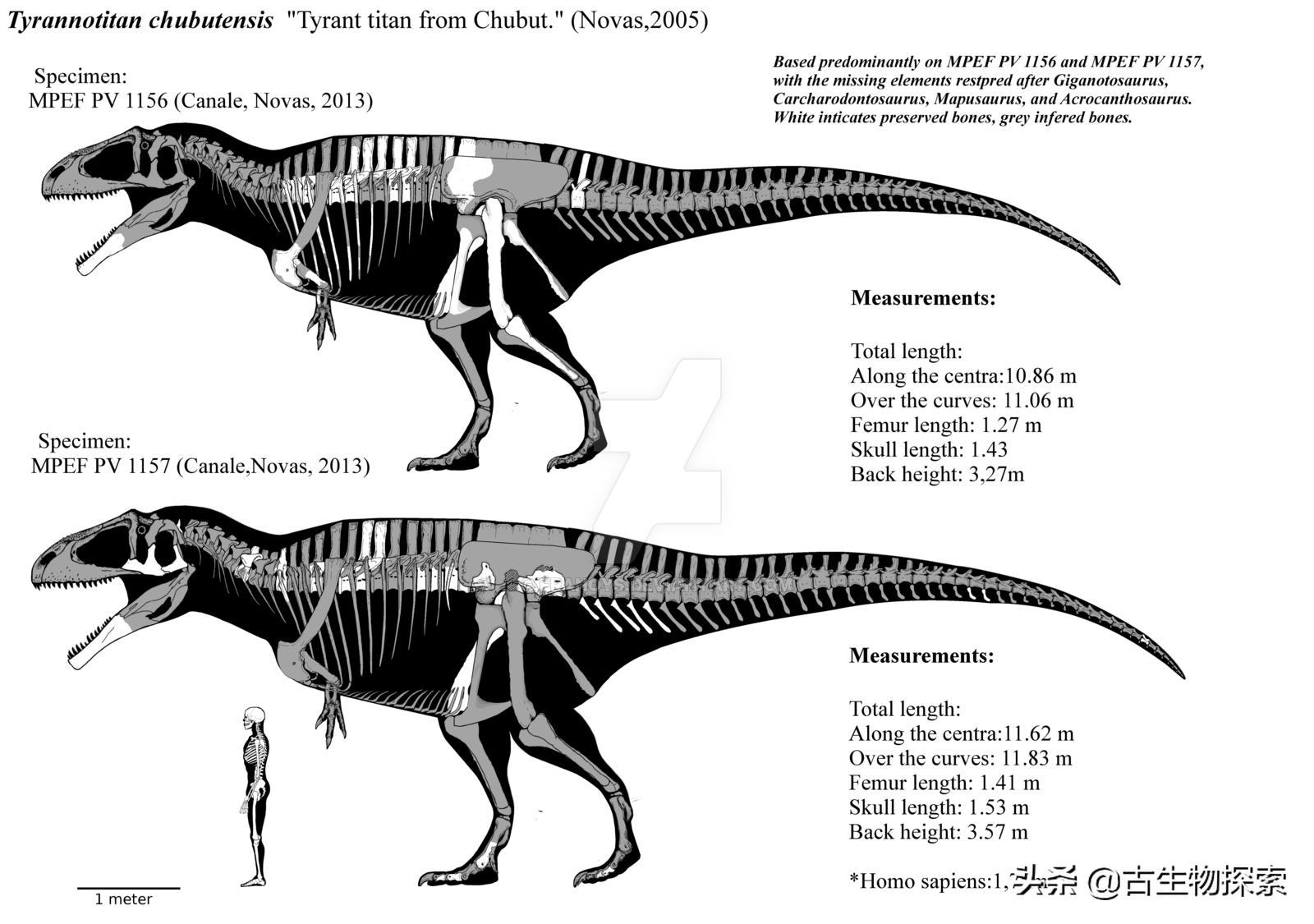 巴塔哥泰坦龙完整化石,巴塔哥泰坦龙进化史
