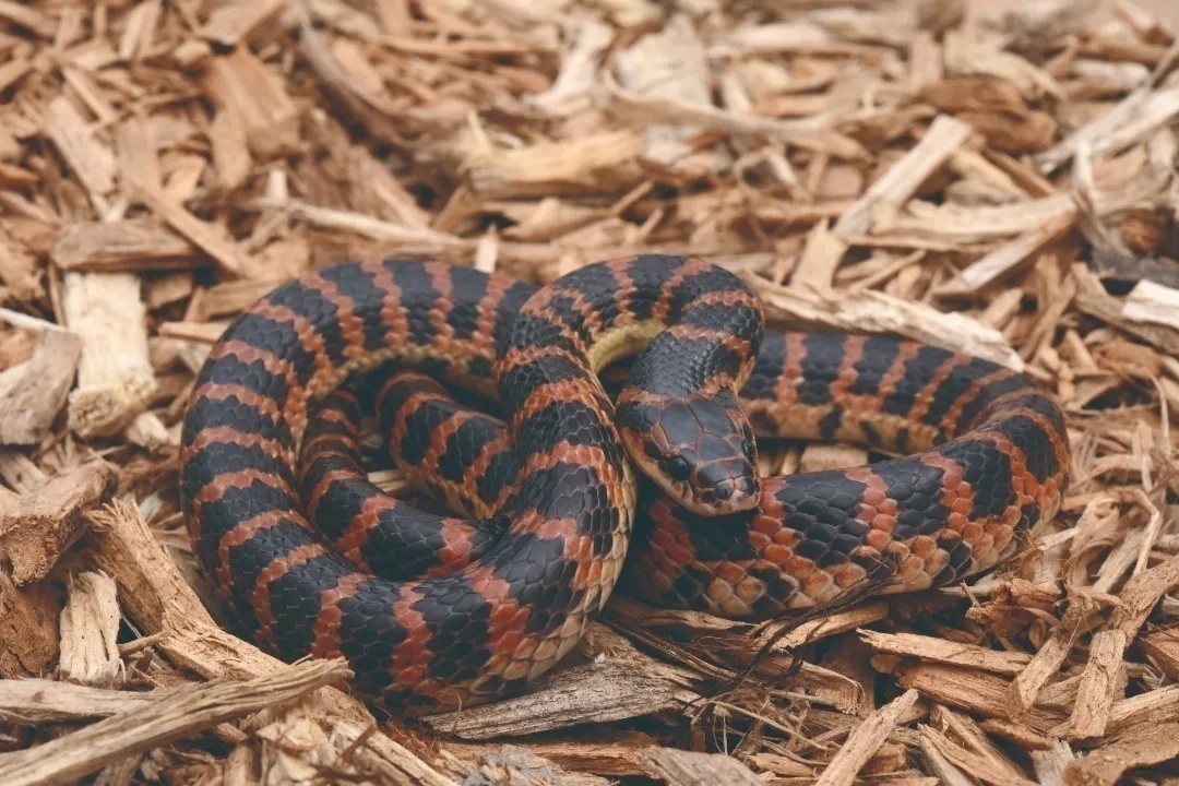 生平第一次见到的蛇,认识全世界的蛇