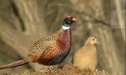 野鸡蛋都在哪里,野鸡蛋和鸡蛋哪个好