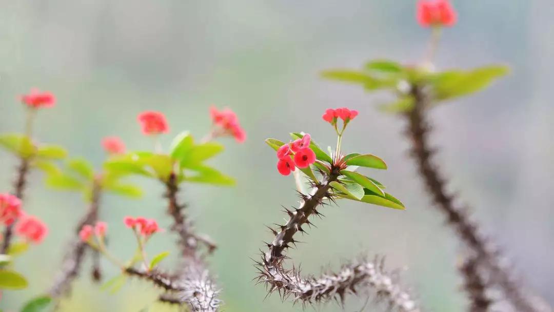 「识花儿」虎刺梅