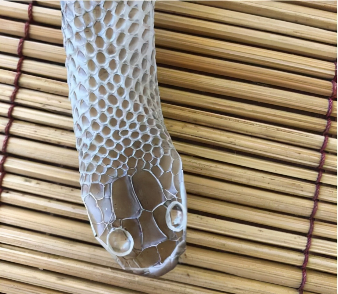 澳洲女子开窗发现蟒蛇,澳洲女子发现蟒蛇