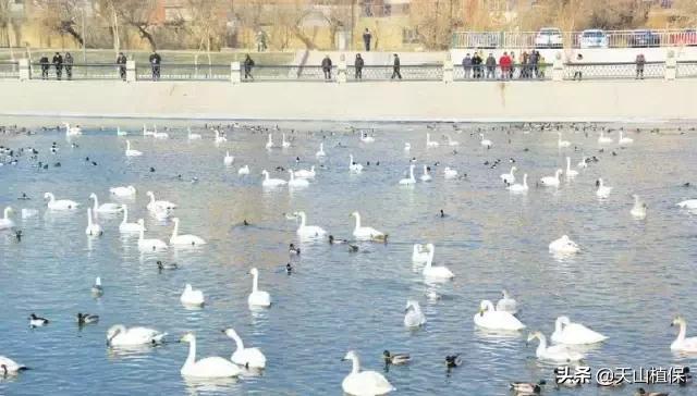 *疆新**库尔勒彻底火了！登上央视让世界瞩目，为库尔勒而骄傲