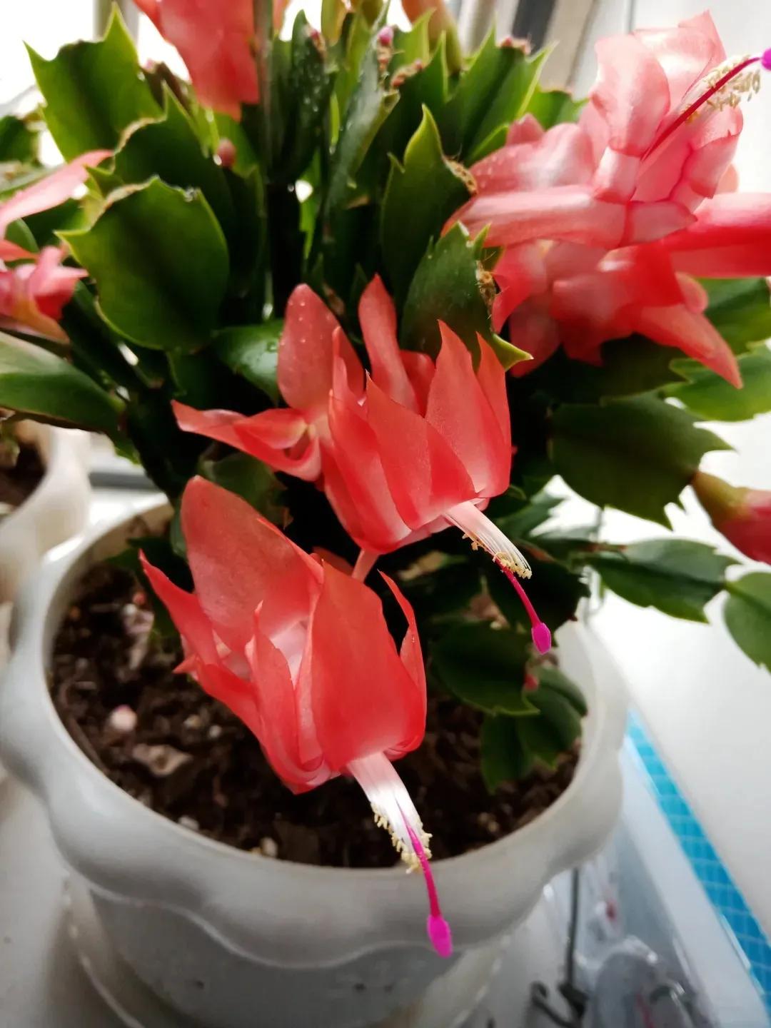 蟹爪兰一盆3个颜色,蟹爪兰100品种图片