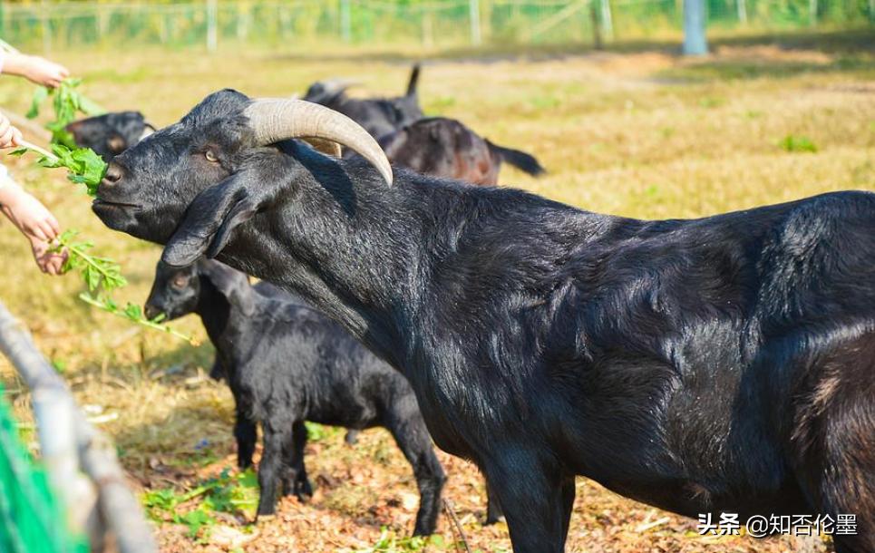 这才是农村最有前景的养殖项目,东北适合养殖什么不愁销路投资少