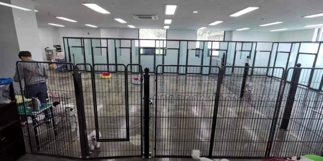 韩国宠物店推荐,韩国宠物店体验