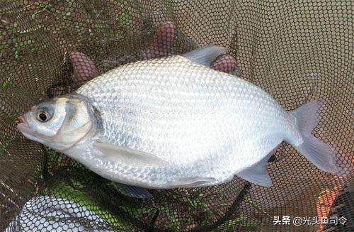 别看这些鱼长得很像，但口味天差地别！钓鱼人十有八九都分不清