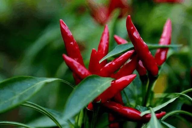 辣椒种植后如何施肥,辣椒种植后怎么生根