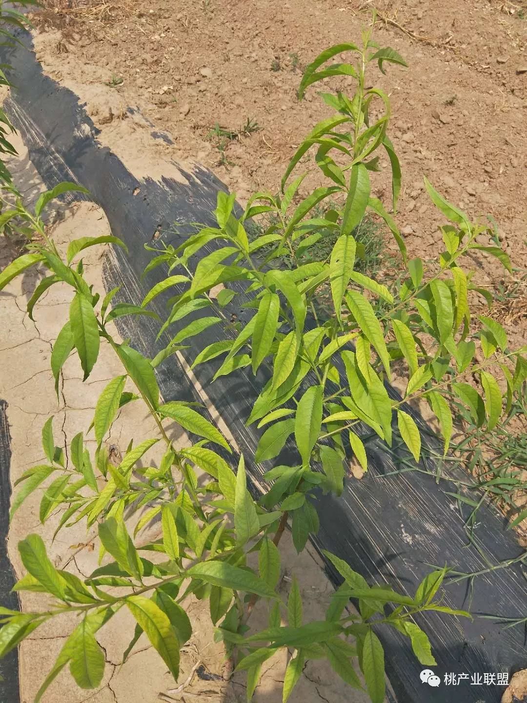 桃树的黄叶病怎么治疗,桃树黄叶病和穿孔病怎么治