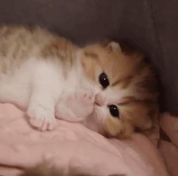 刚出生的小奶猫有多可爱,小奶猫幼崽可爱到犯规