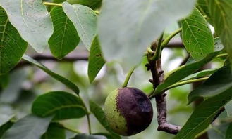 核桃树主要病虫害的防治与识别,核桃的病虫害防治研究进展