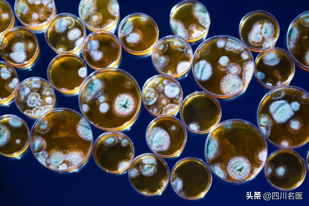 条件性真菌病最常见致病真菌,真菌病分真菌感染和真菌中毒