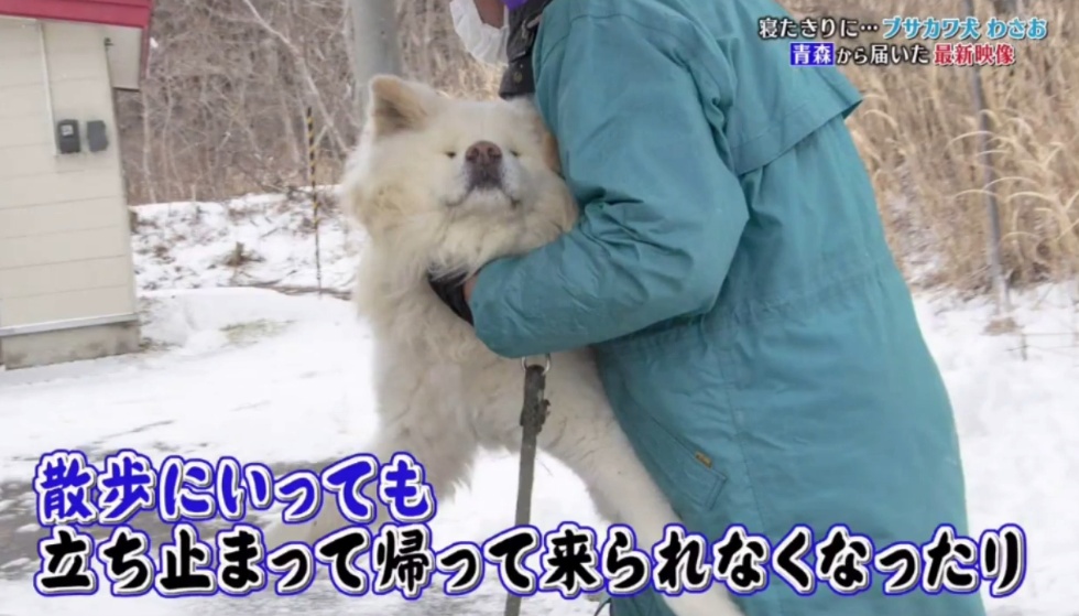 日本网红狗狗去世,日本狗死了